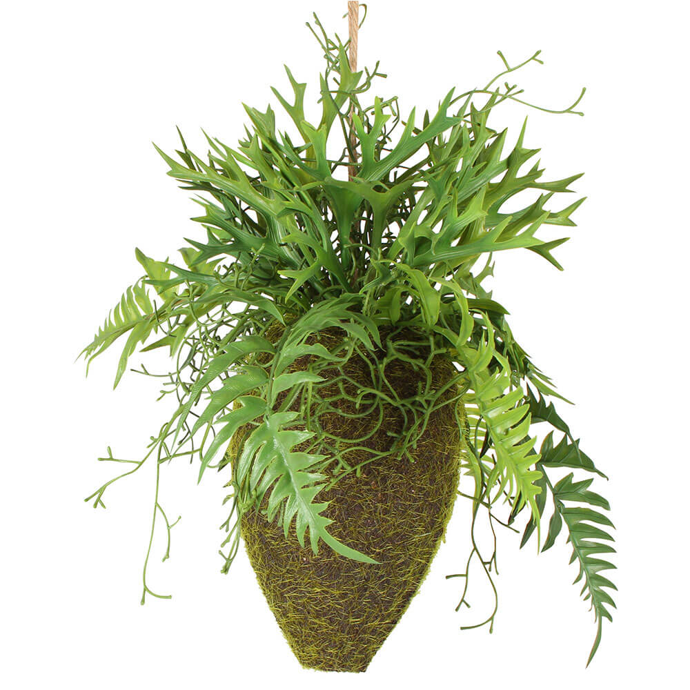 Moana Kokedama misto