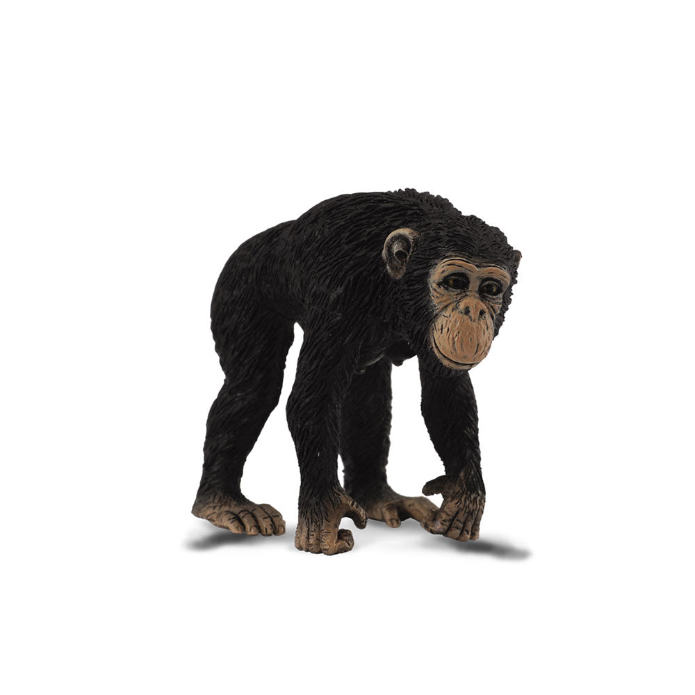 collecta chimpanzeeフィギュア（中程度）