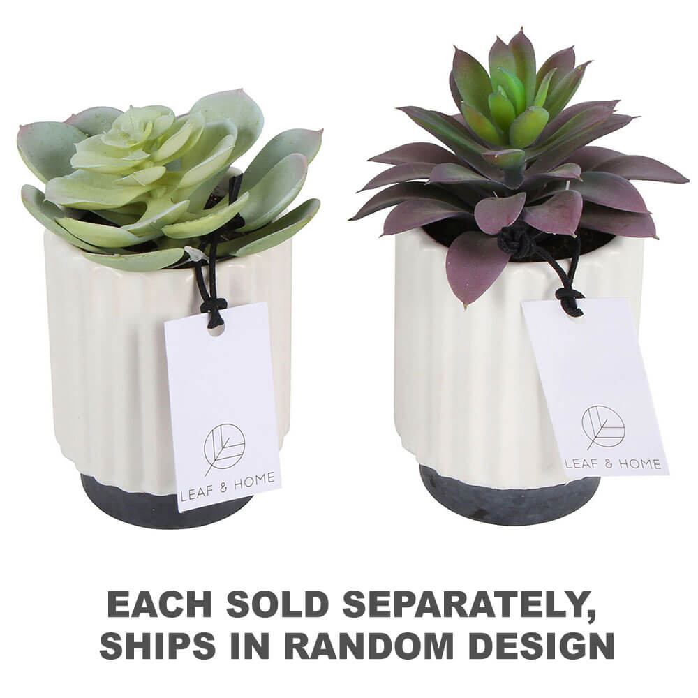 Sensi Succulents in Hex Pot 2 Assortered