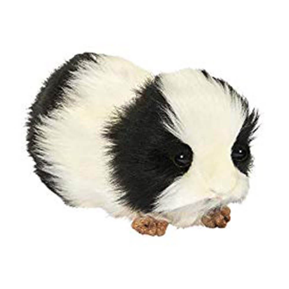 Hansa Guinea Pig