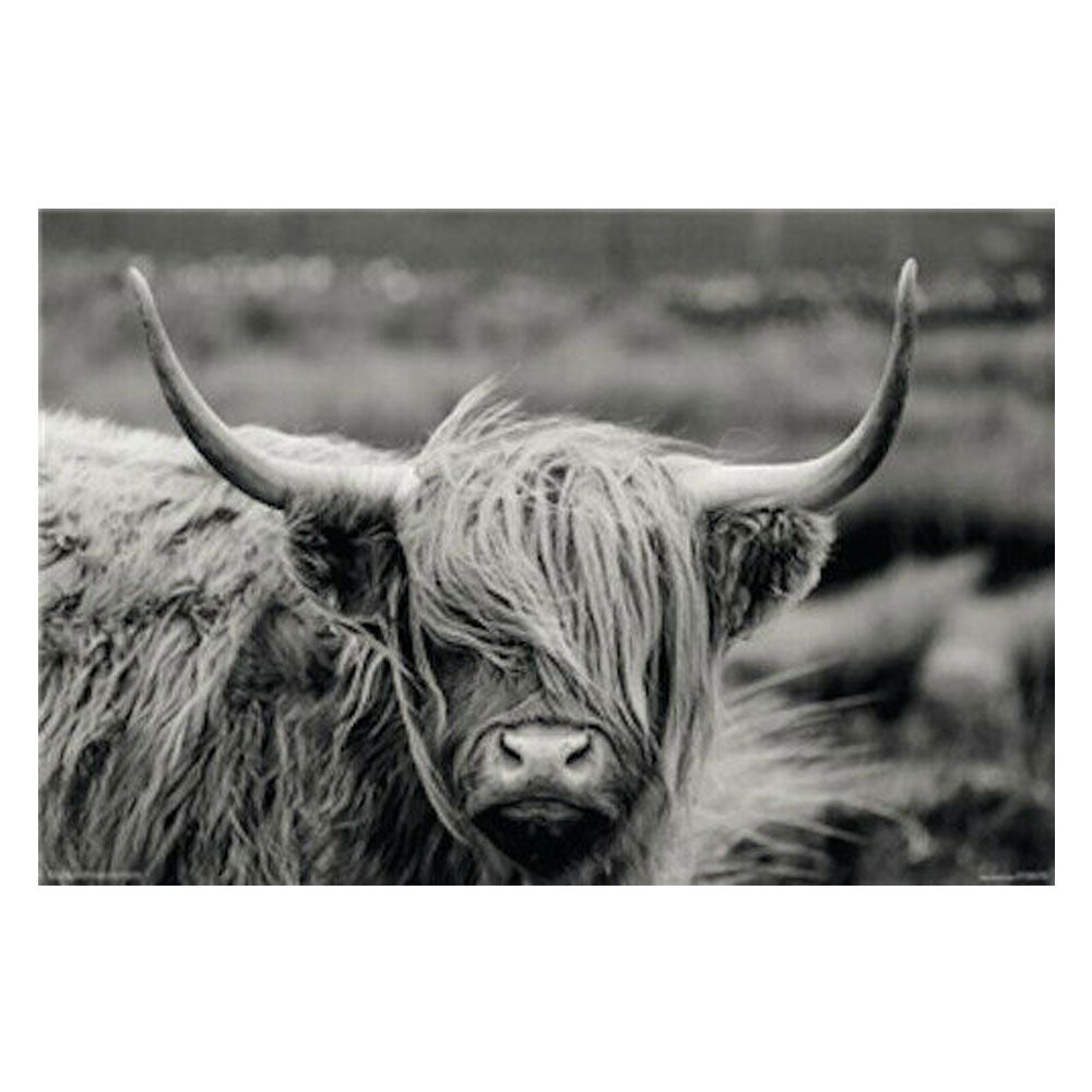 Hamish The Highland Cow Poster